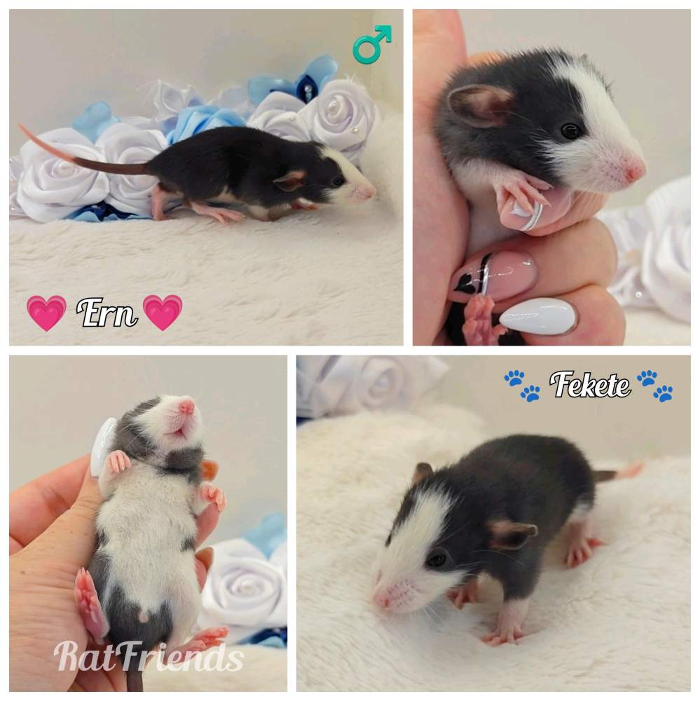 Fancy rat Owned by other Rattus norvegicus 