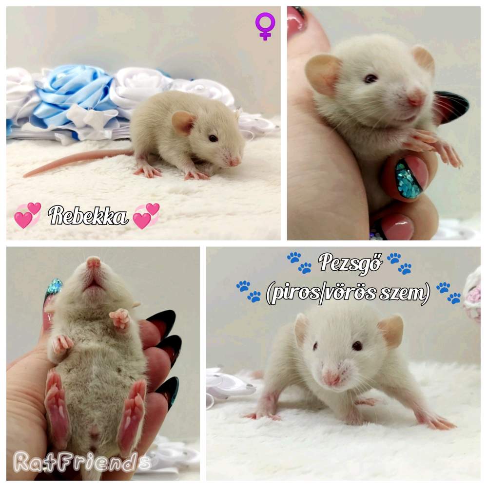 Fancy rat Breeder Rattus norvegicus 