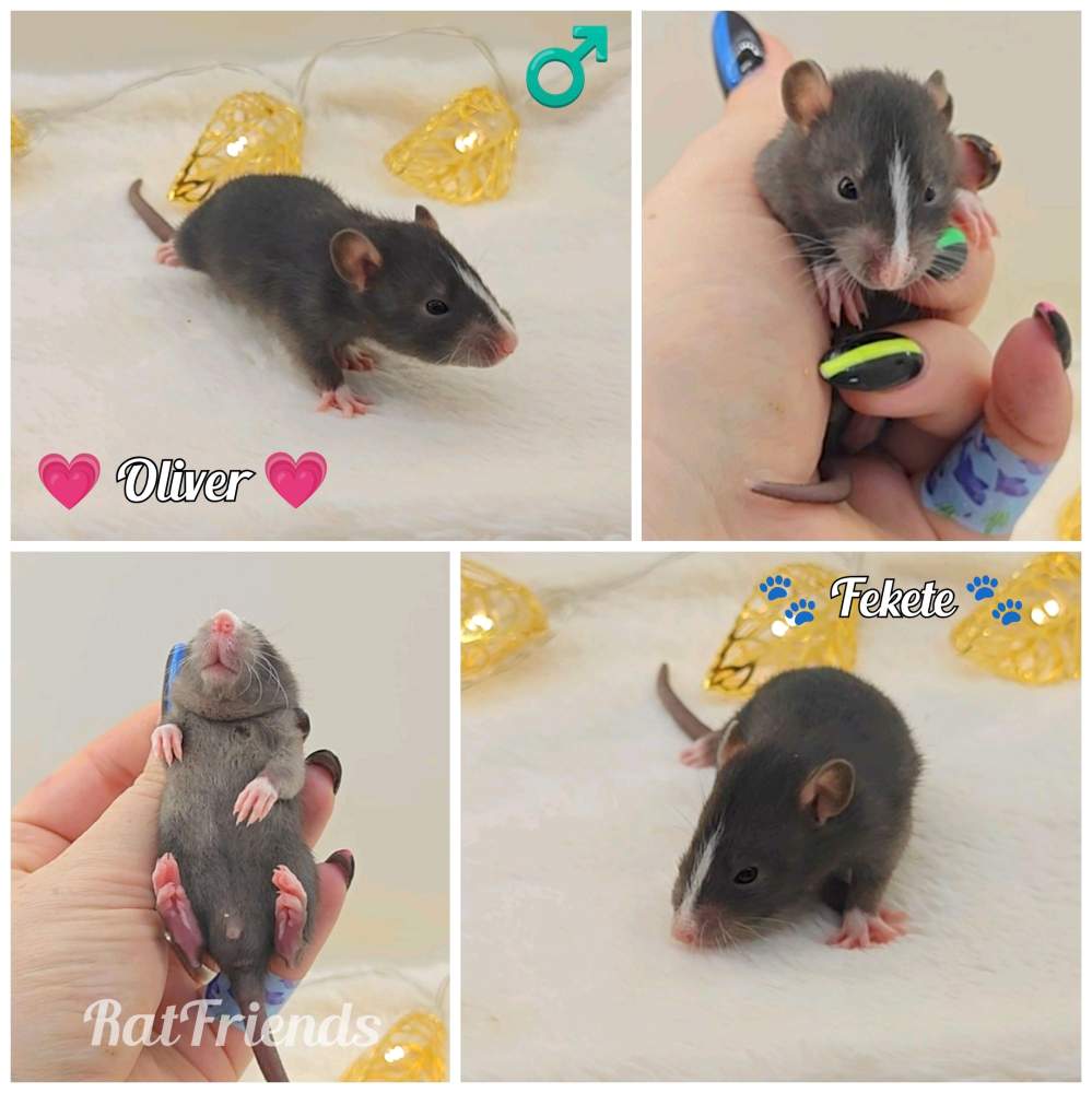 Fancy rat Owned by other Rattus norvegicus 