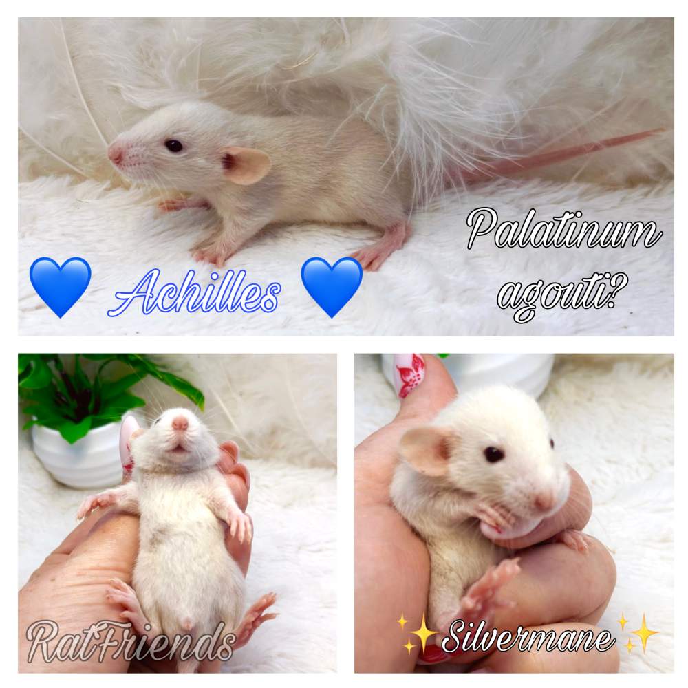 Fancy rat Breeder Rattus norvegicus 