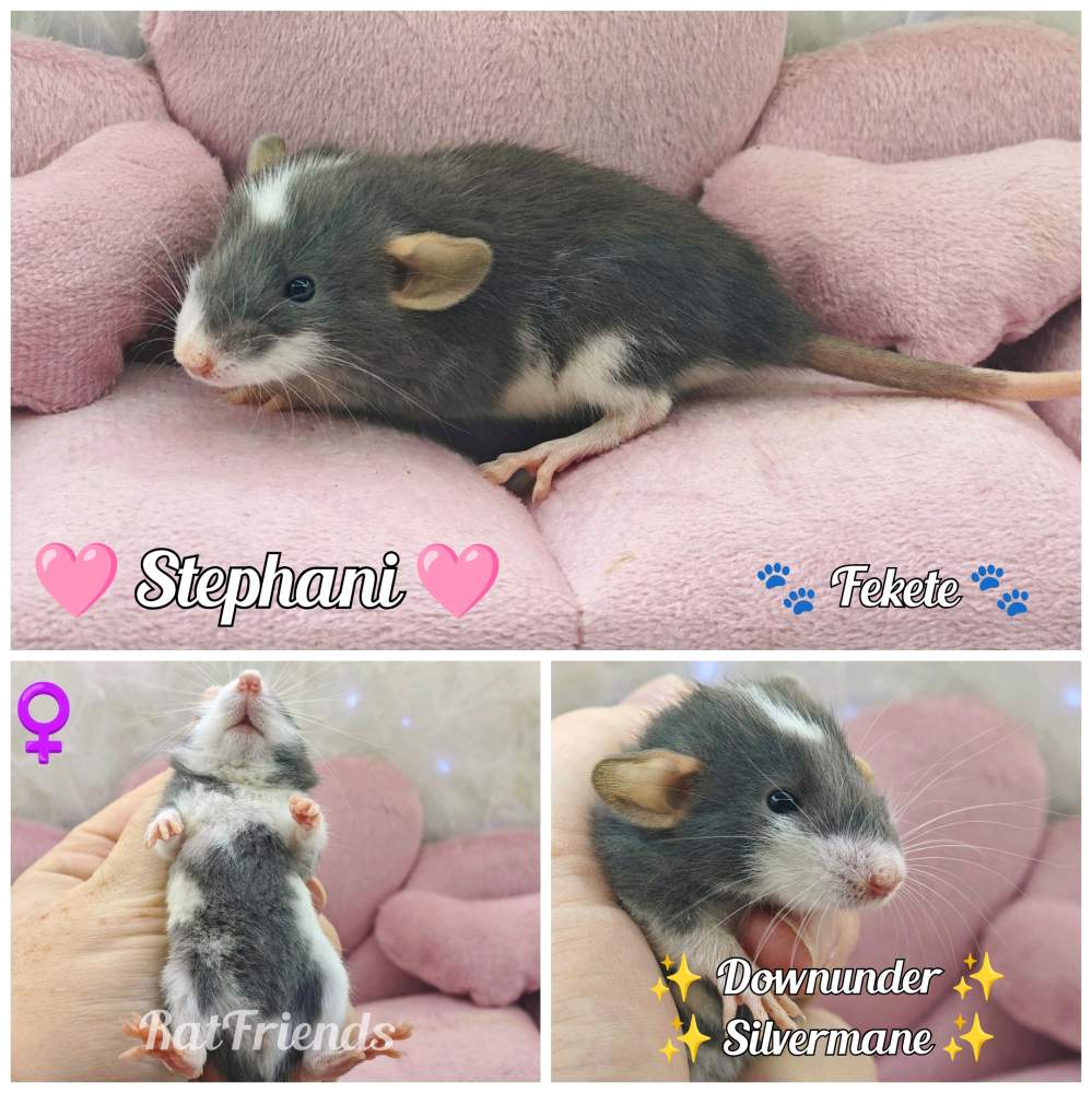 Fancy rat Available for rehoming Rattus norvegicus 