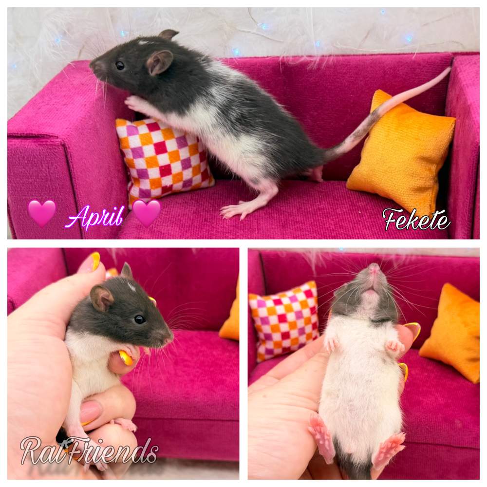 Fancy rat Available for rehoming Rattus norvegicus 