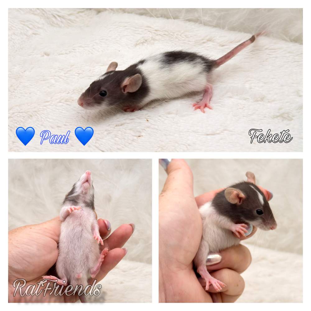Fancy rat Available for rehoming Rattus norvegicus 