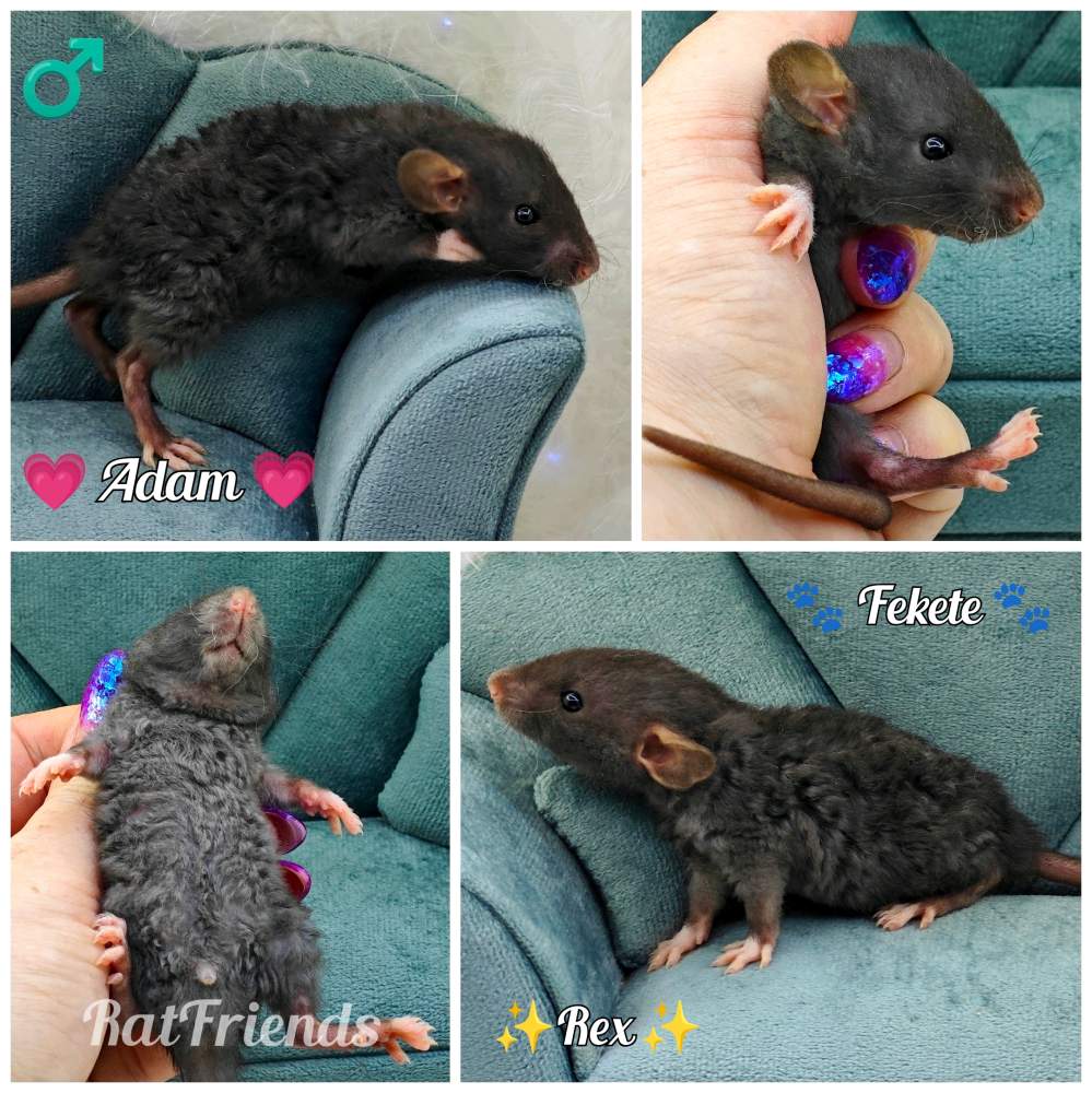 Fancy rat Owned by other Rattus norvegicus 