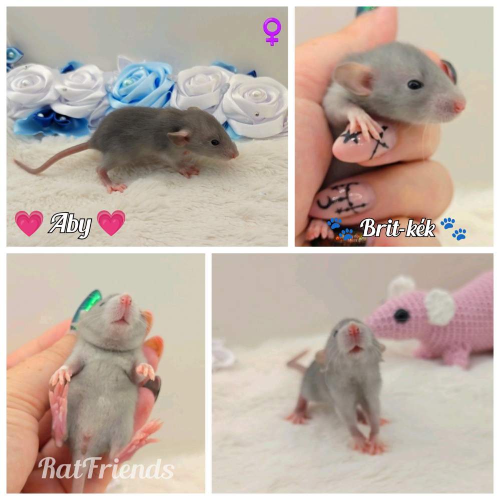 Fancy rat Owned by other Rattus norvegicus 