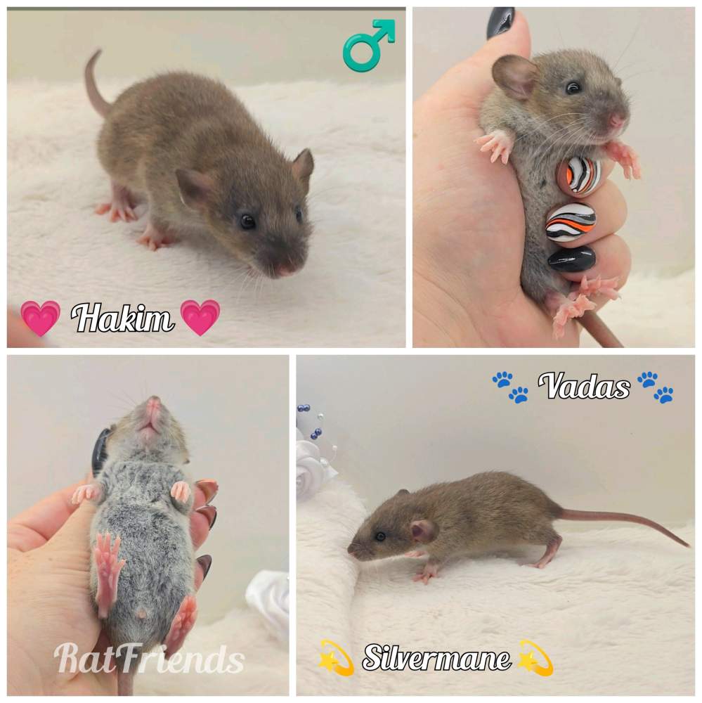 Fancy rat Owned by other Rattus norvegicus 