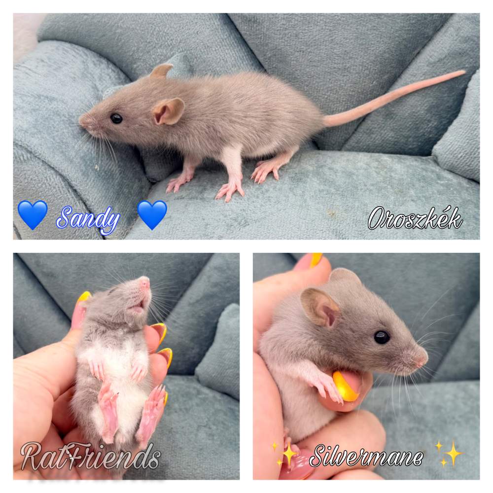 Fancy rat Available for rehoming Rattus norvegicus 