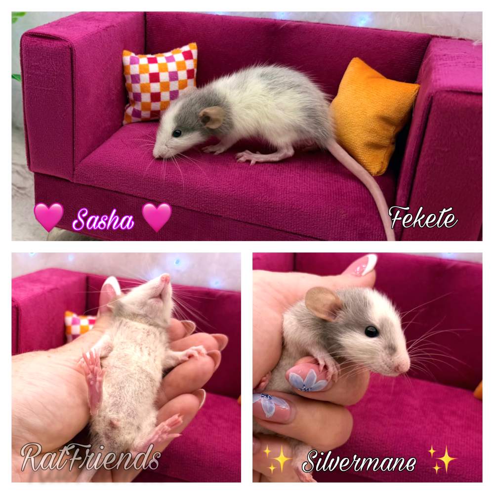Fancy rat Available for rehoming Rattus norvegicus 