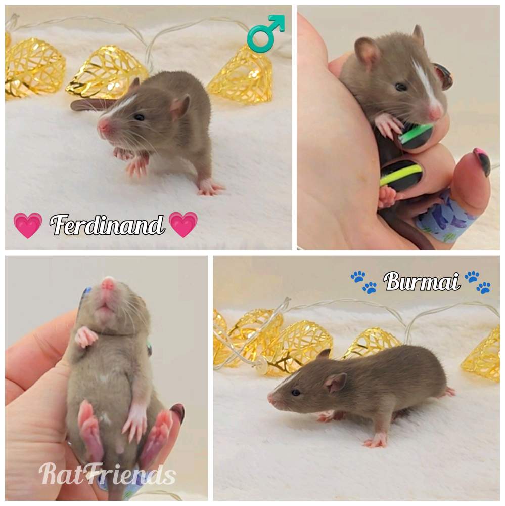 Fancy rat Rehomed Rattus norvegicus 