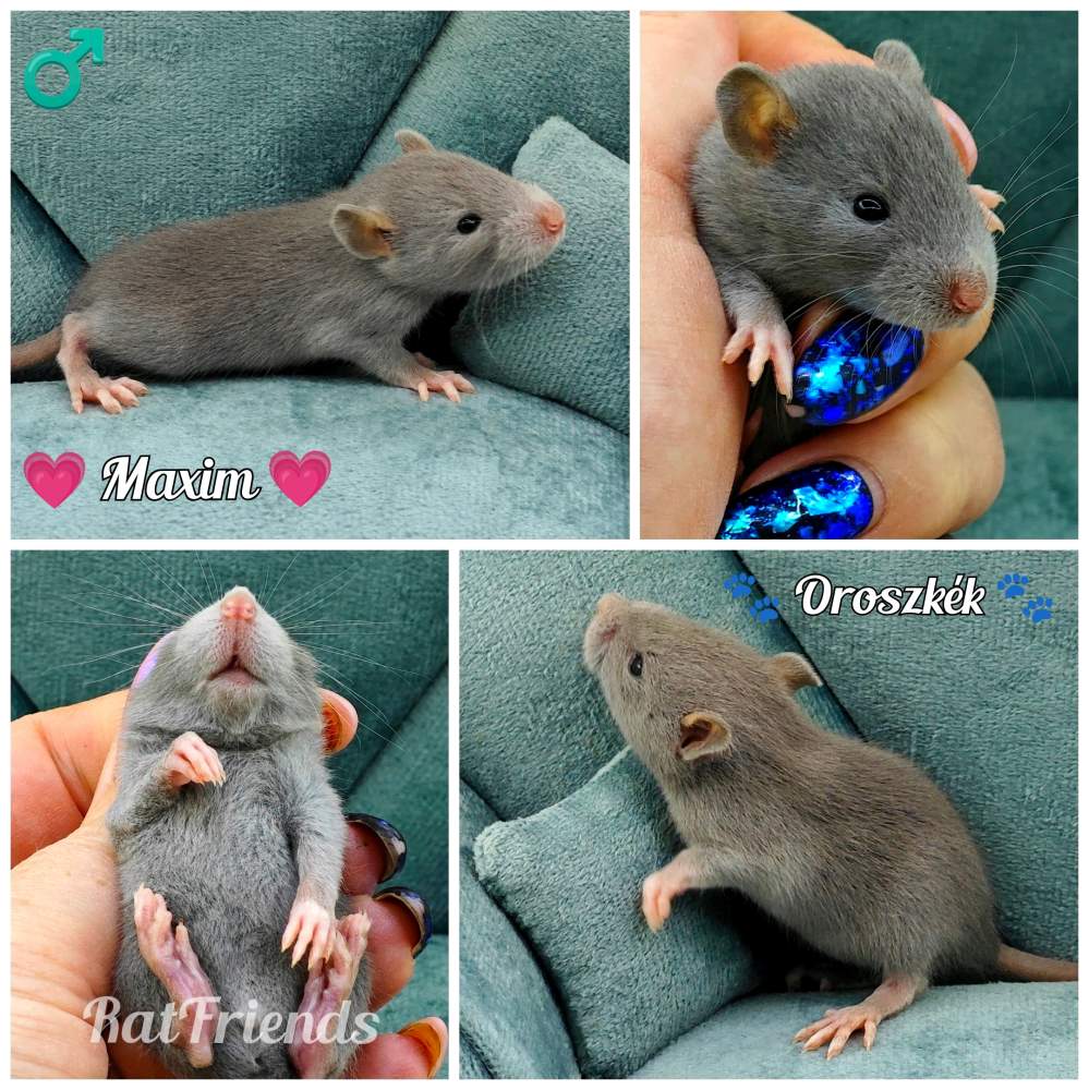 Fancy rat Rehomed Rattus norvegicus 