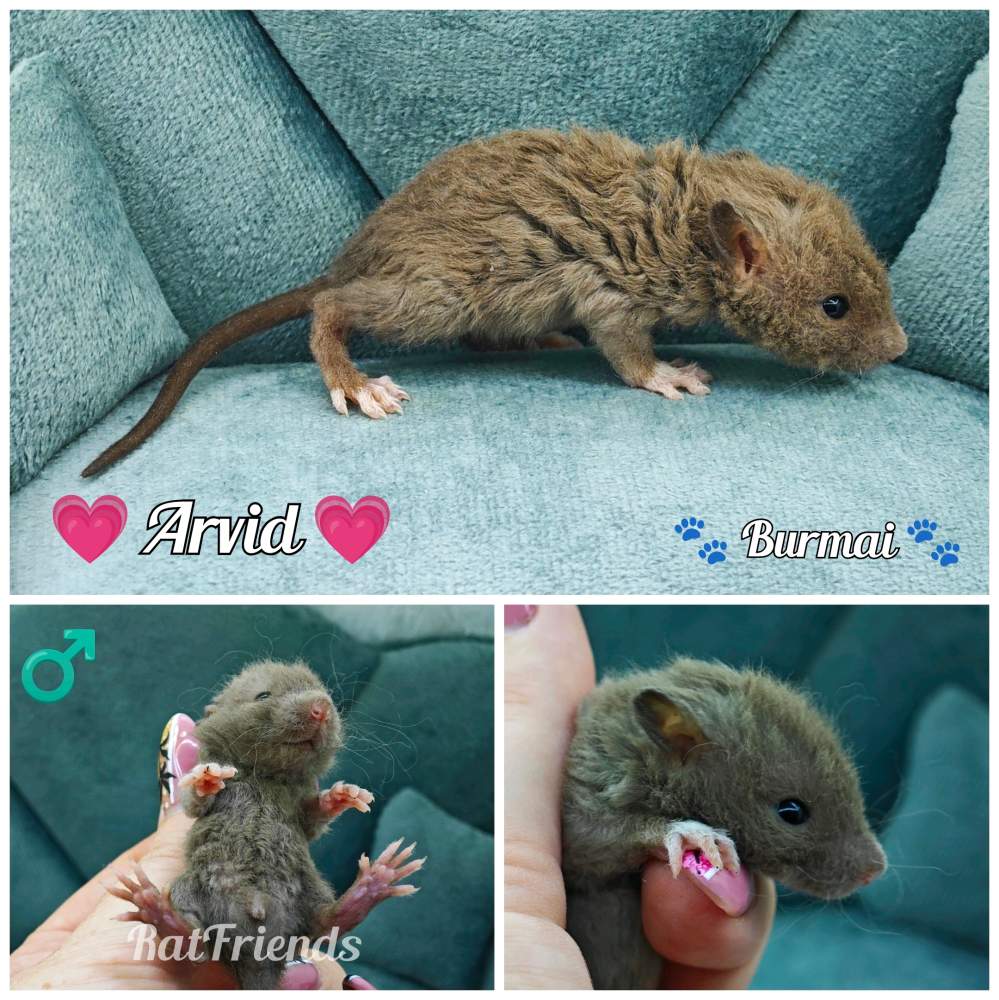 Fancy rat Breeder Rattus norvegicus 