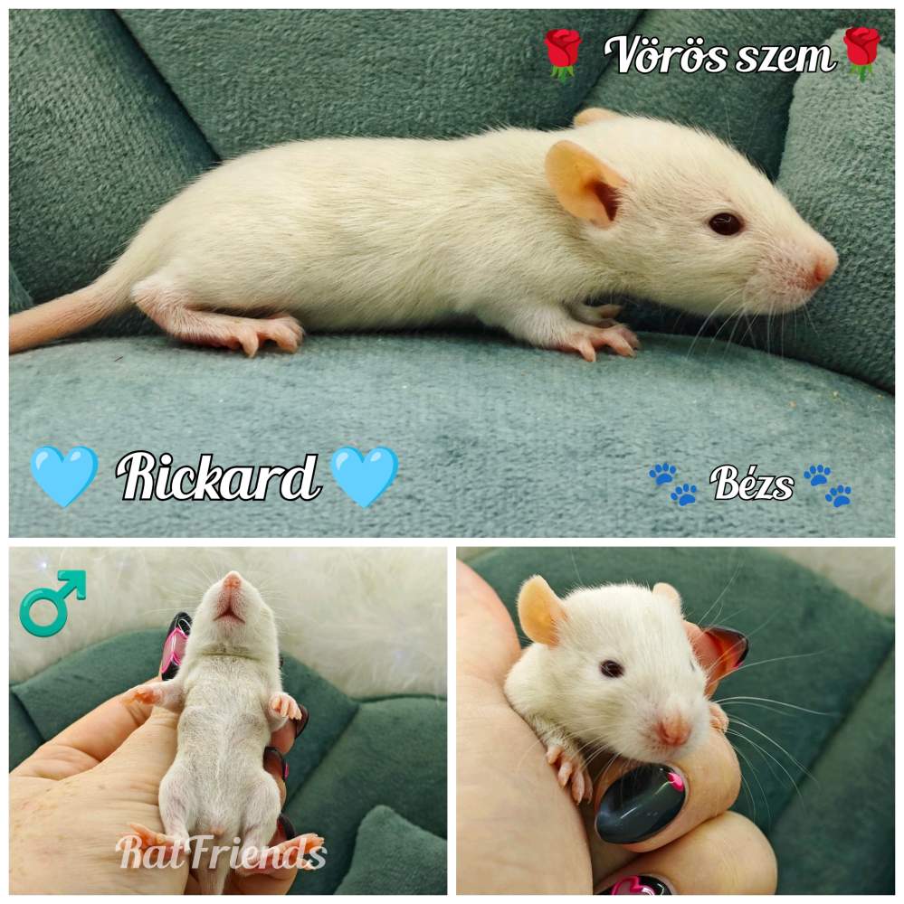 Fancy rat Available for rehoming Rattus norvegicus 