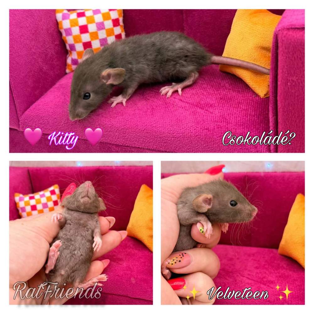 Fancy rat Available for rehoming Rattus norvegicus 
