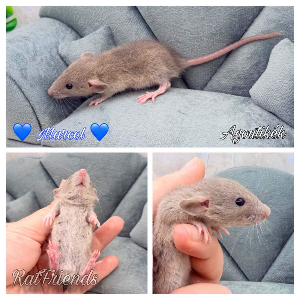 Fancy rat Available for rehoming Rattus norvegicus 