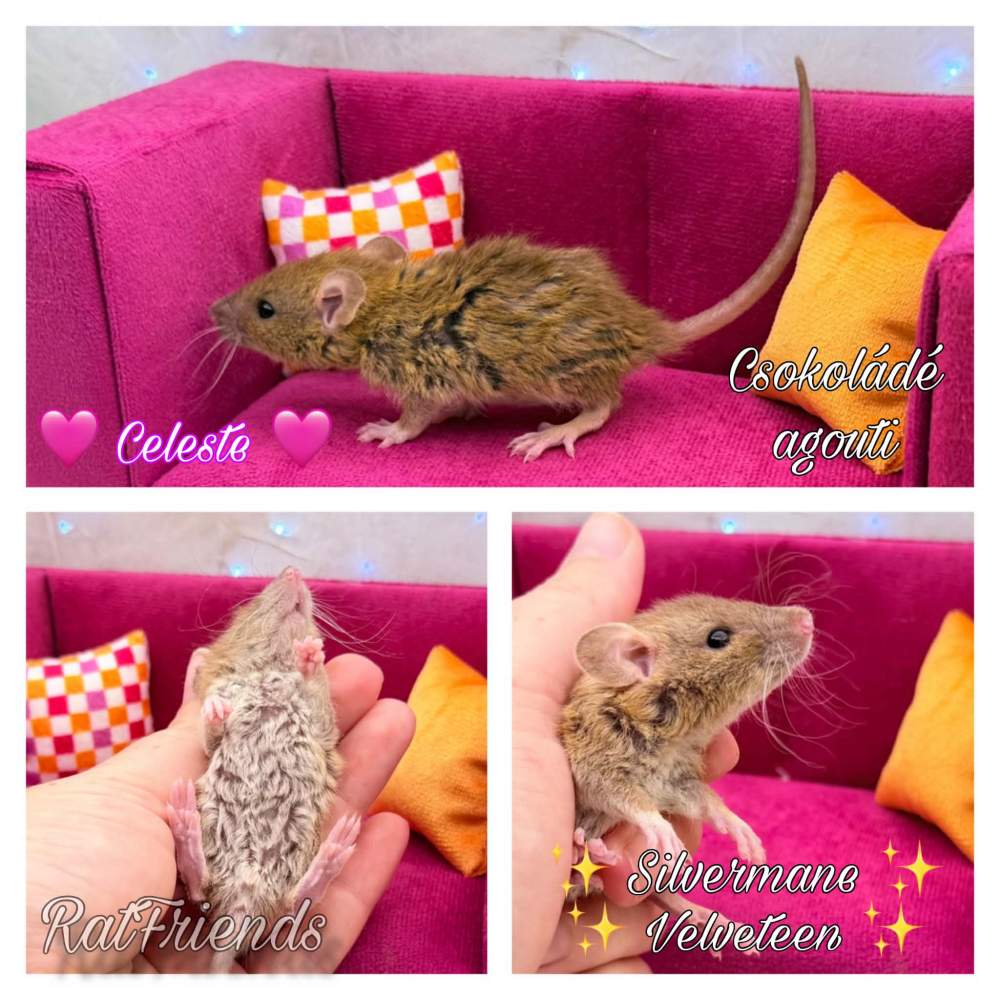 Fancy rat Breeder Rattus norvegicus 