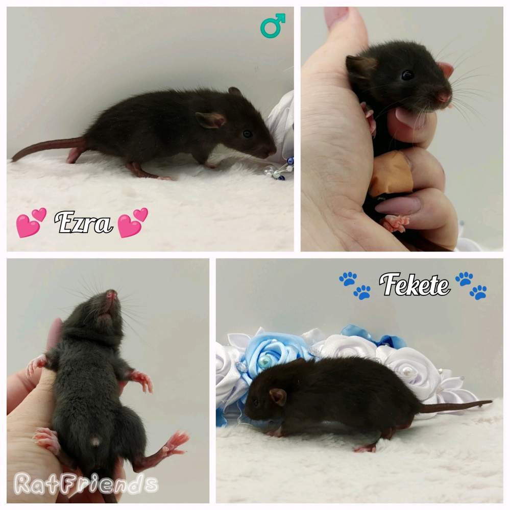 Fancy rat Owned by other Rattus norvegicus 