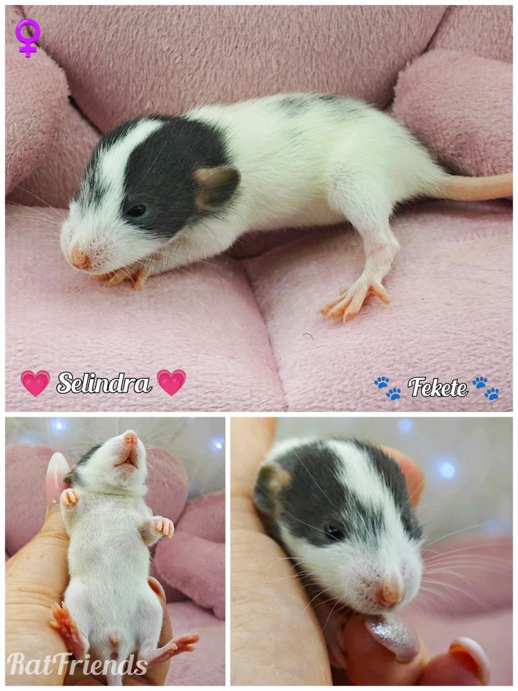 Fancy rat Breeder Rattus norvegicus 