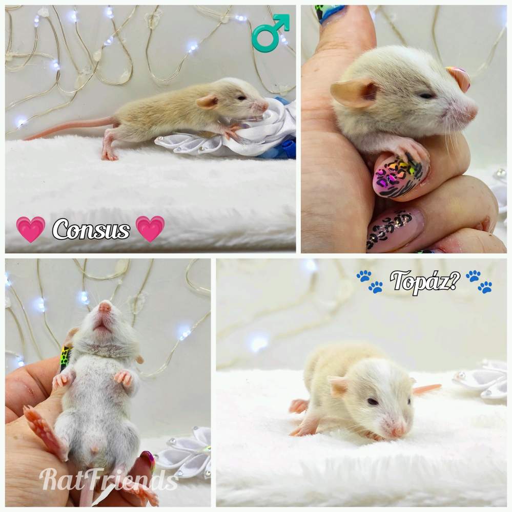 Fancy rat Breeder Rattus norvegicus 