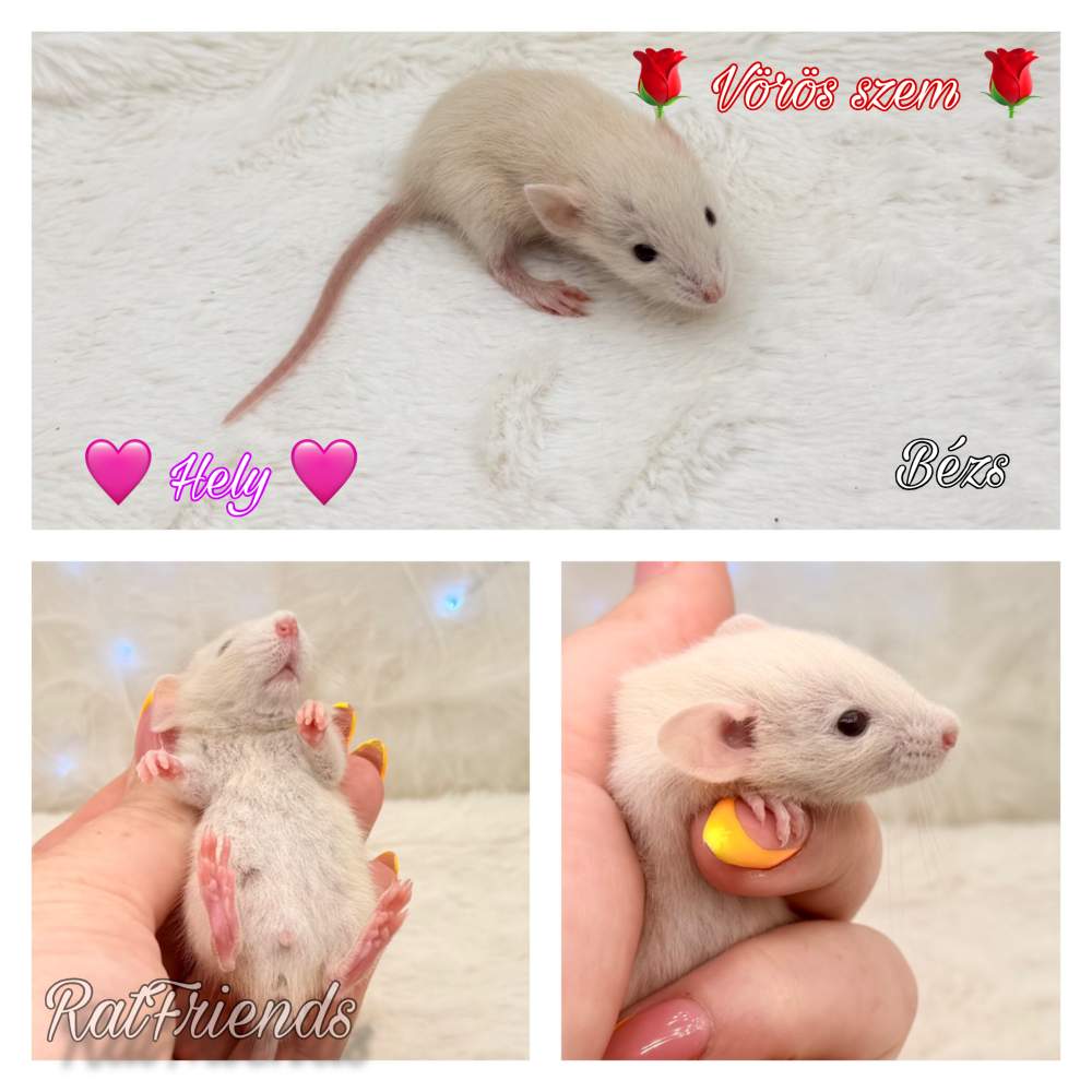 Fancy rat Breeder Rattus norvegicus 