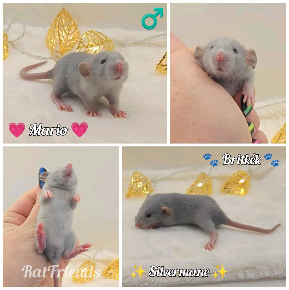 Fancy rat Breeder Rattus norvegicus 