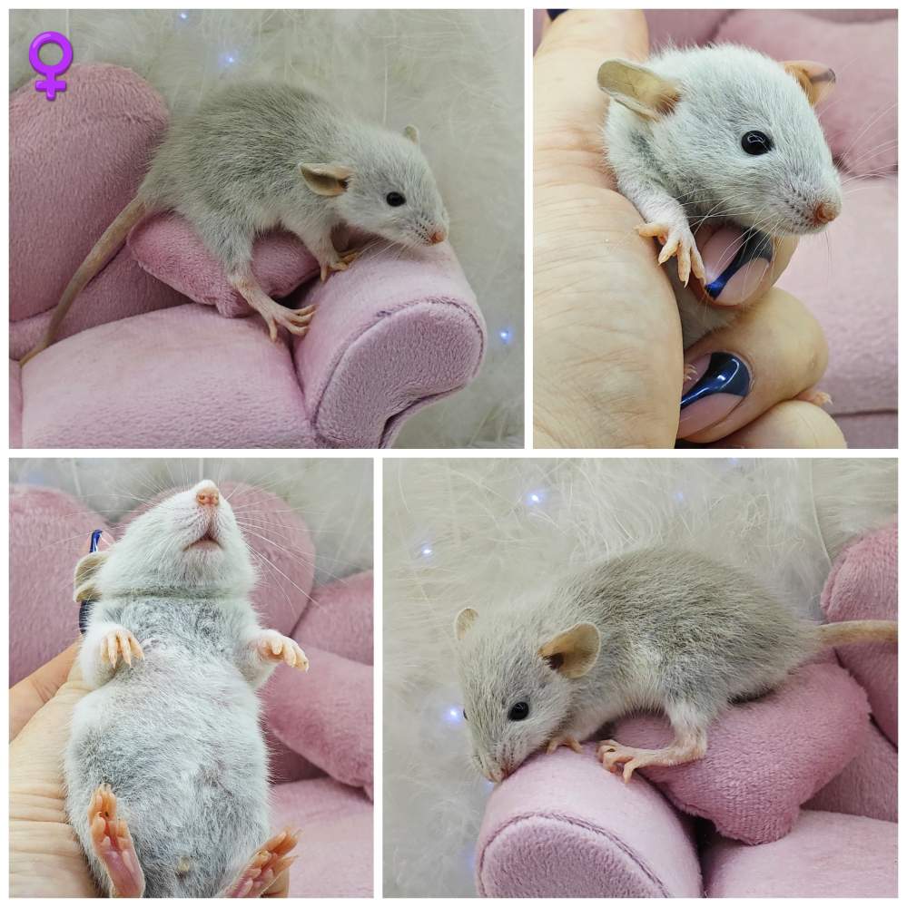 Fancy rat Breeder Rattus norvegicus 