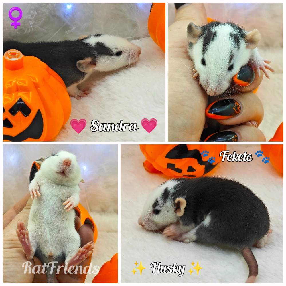 Fancy rat Owned by other Rattus norvegicus 