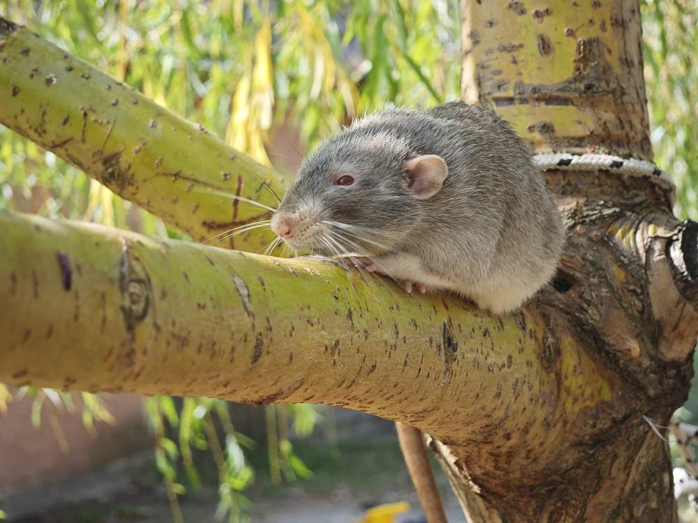 Fancy rat Breeder Rattus norvegicus 