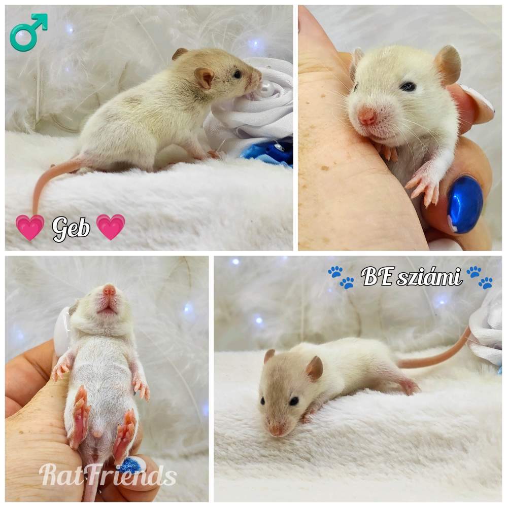 Fancy rat Owned by other Rattus norvegicus 