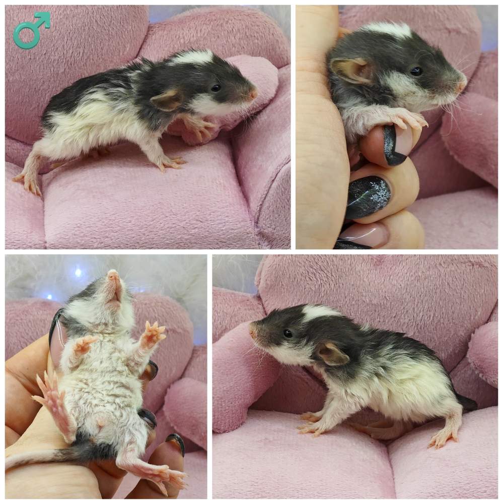 Fancy rat Breeder Rattus norvegicus 