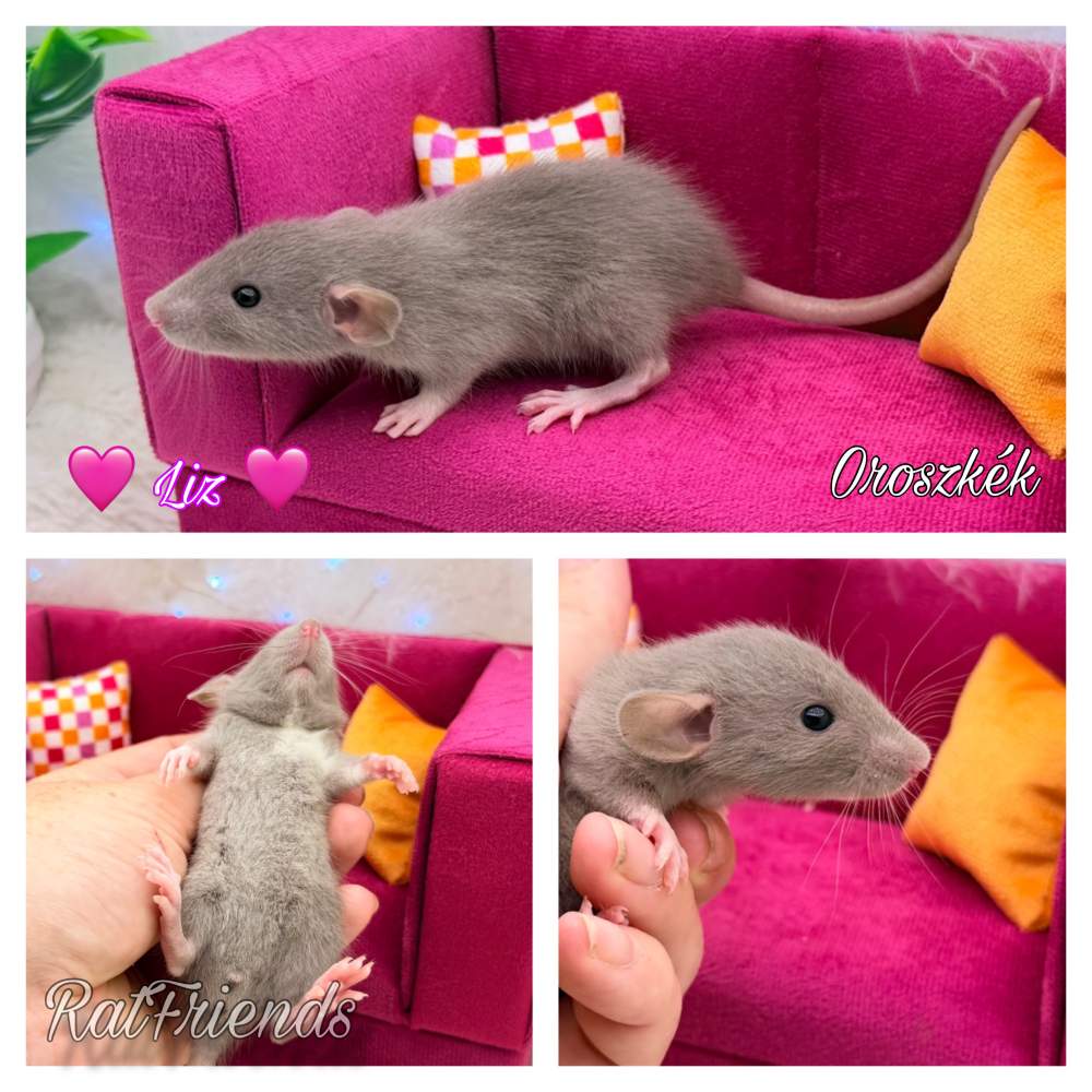 Fancy rat Available for rehoming Rattus norvegicus 