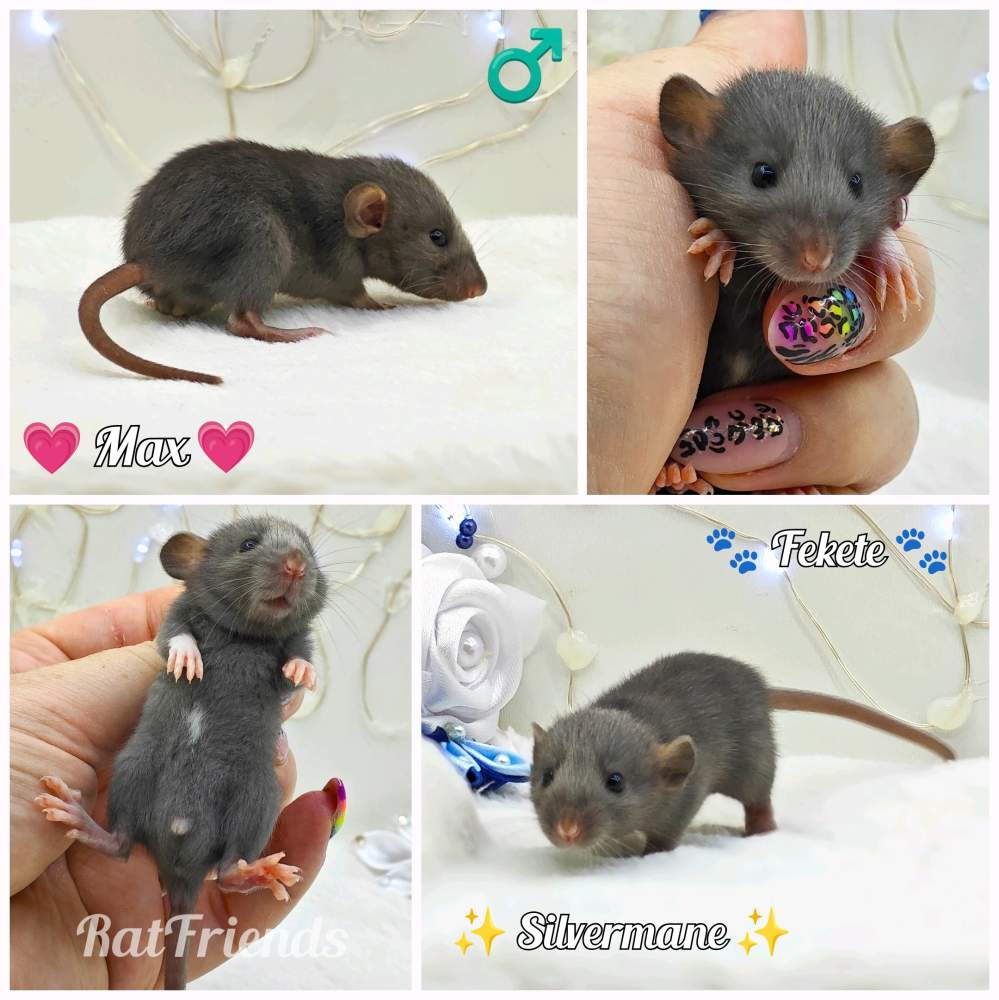 Fancy rat Rehomed Rattus norvegicus 