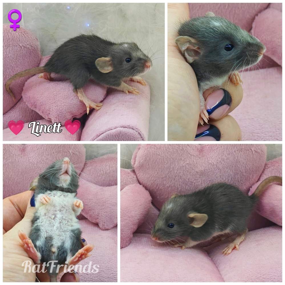 Fancy rat Owned by other Rattus norvegicus 