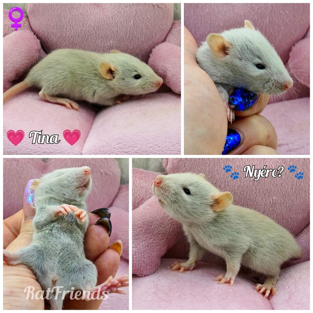 Fancy rat Owned by other Rattus norvegicus 