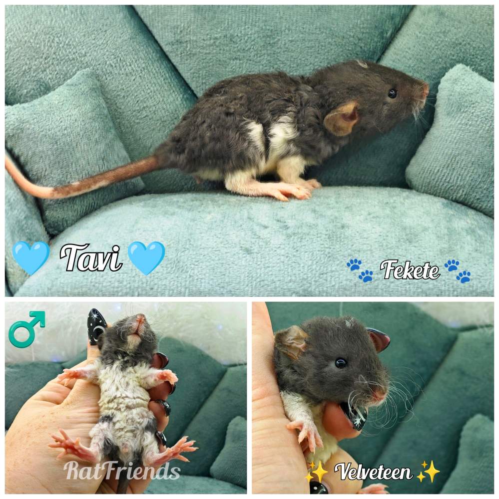 Fancy rat Rehomed Rattus norvegicus 