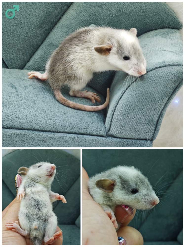Fancy rat Breeder Rattus norvegicus 