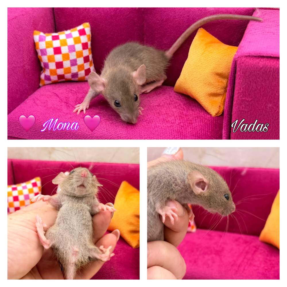 Fancy rat Breeder Rattus norvegicus 