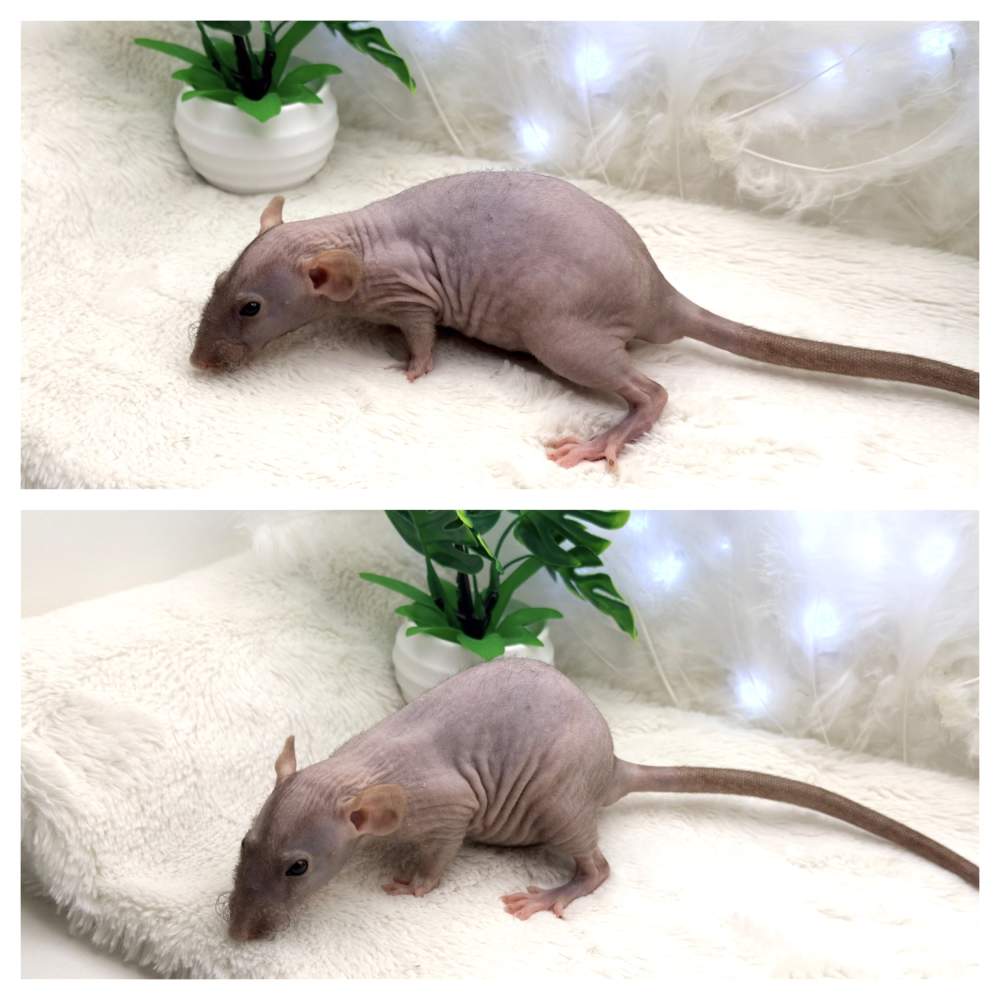 Fancy rat Available for rehoming Rattus norvegicus 