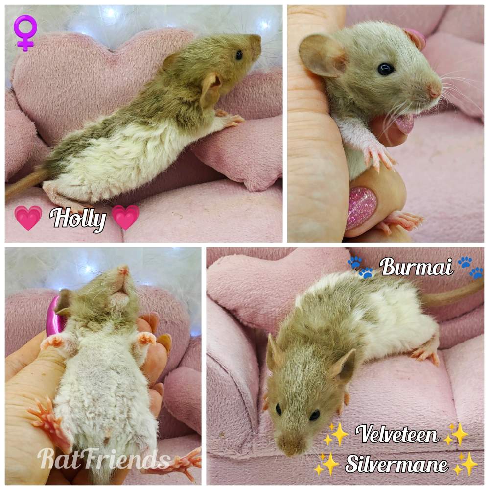 Fancy rat Breeder Rattus norvegicus 
