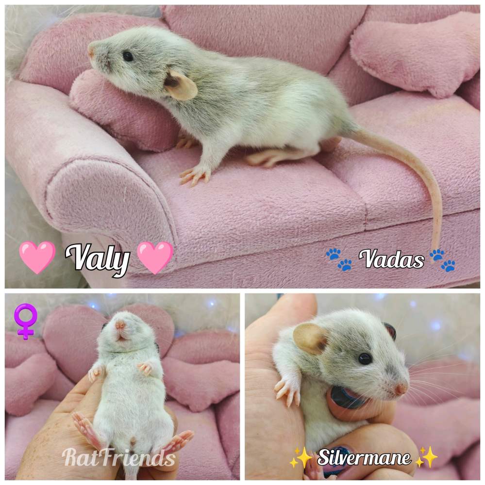 Fancy rat Available for rehoming Rattus norvegicus 