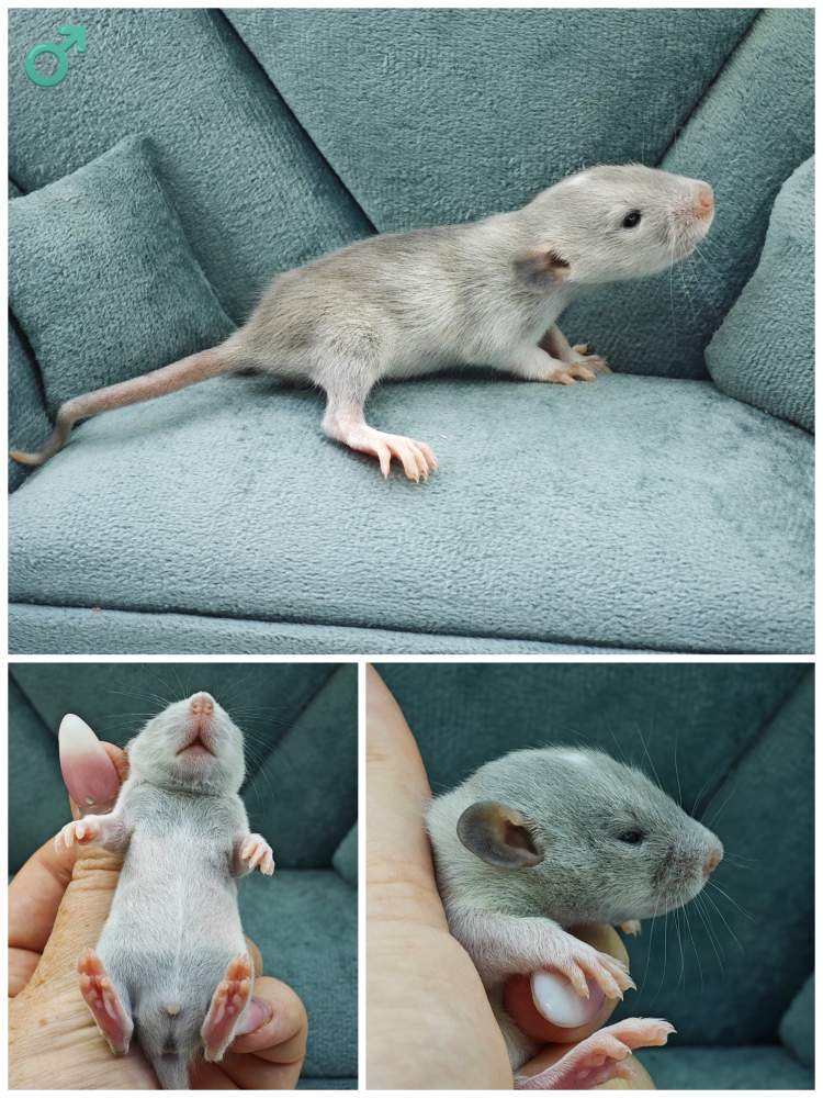 Fancy rat Breeder Rattus norvegicus 
