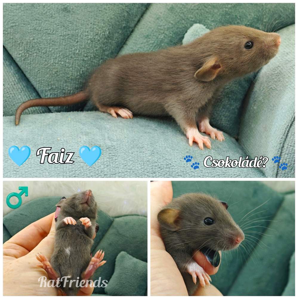 Fancy rat Breeder Rattus norvegicus 