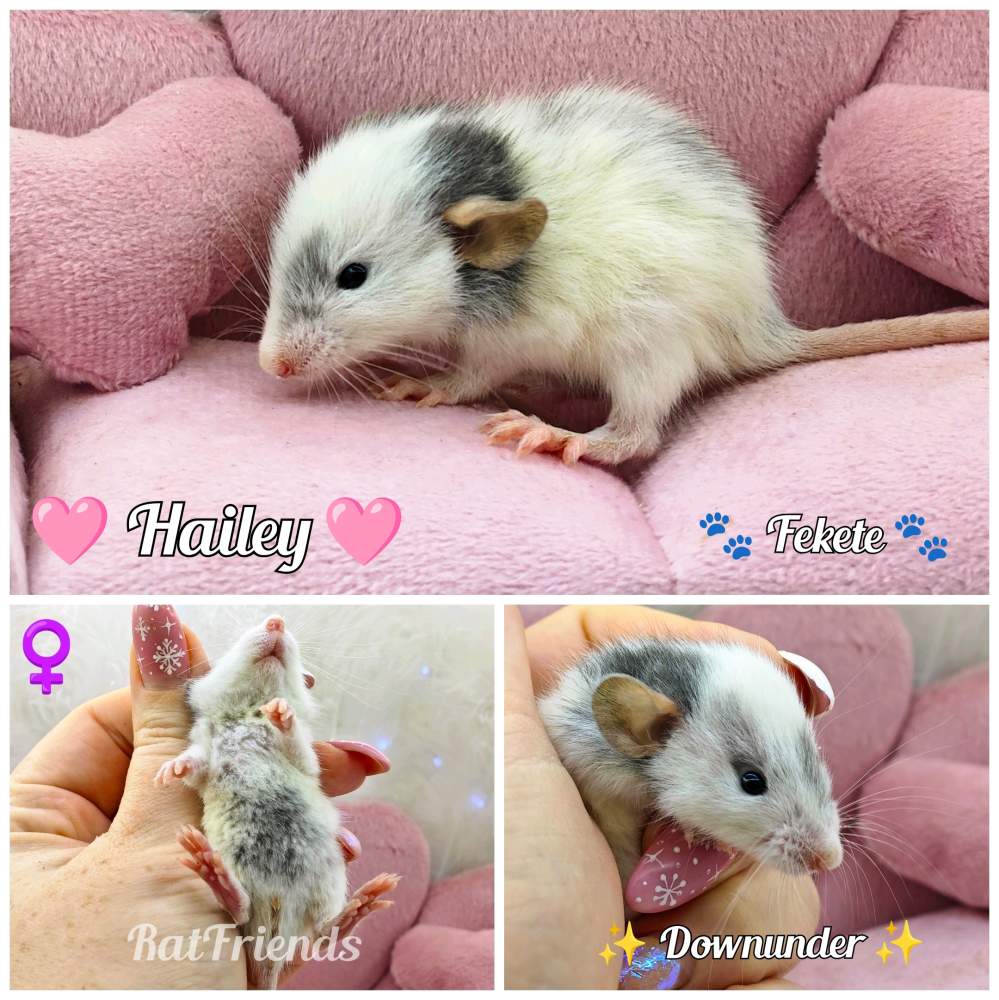 Fancy rat Rehomed Rattus norvegicus 