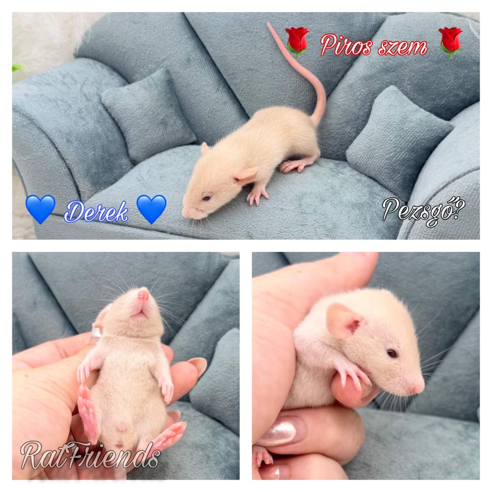 Fancy rat Available for rehoming Rattus norvegicus 