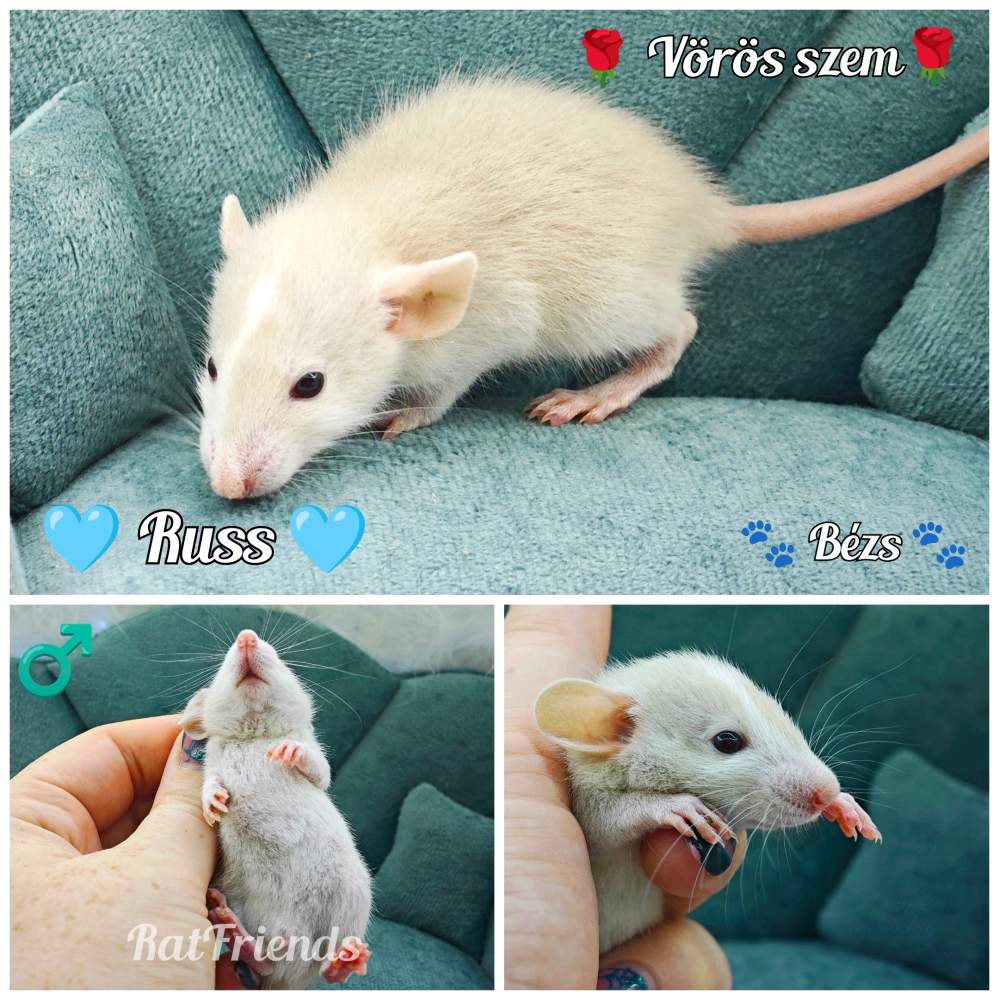 Fancy rat Available for rehoming Rattus norvegicus 
