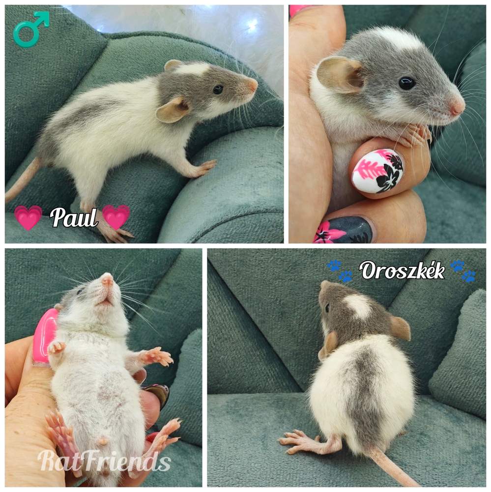 Fancy rat Available for rehoming Rattus norvegicus 