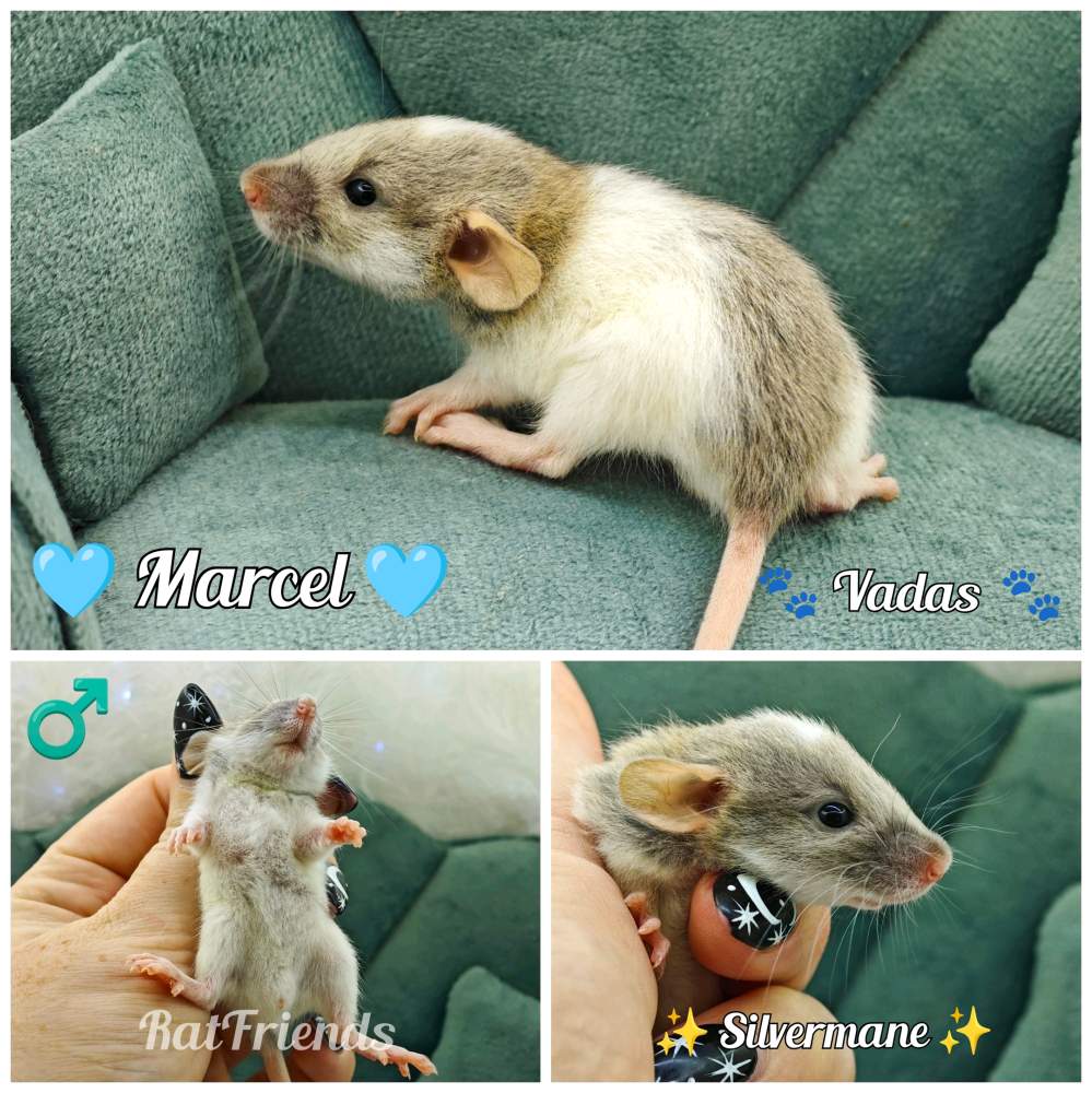 Fancy rat Rehomed Rattus norvegicus 