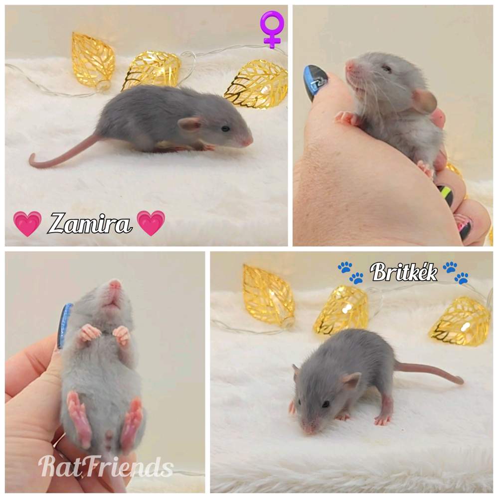 Fancy rat Owned by other Rattus norvegicus 