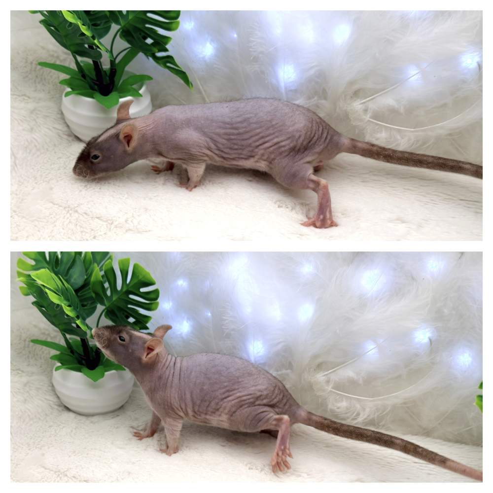 Fancy rat Available for rehoming Rattus norvegicus 