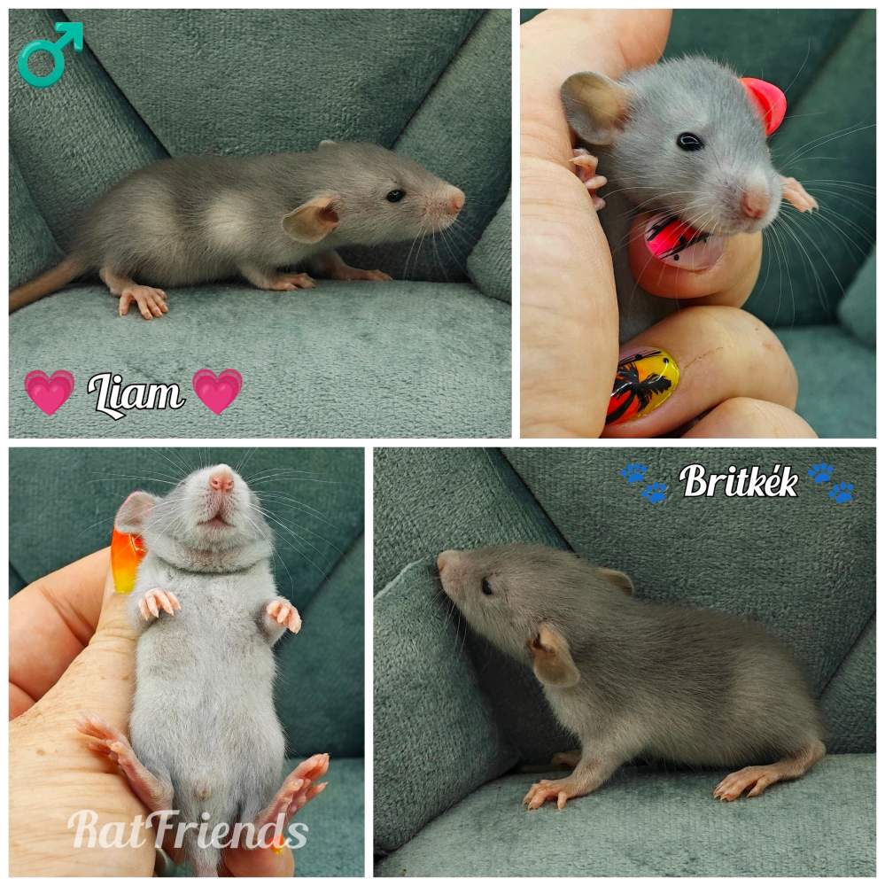 Fancy rat Available for rehoming Rattus norvegicus 