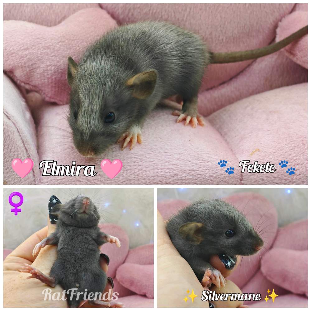 Fancy rat Rehomed Rattus norvegicus 